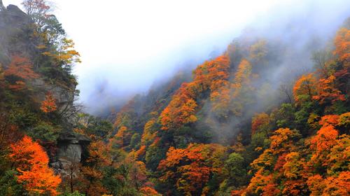 <长江贰号>上水纯玩  宜昌、三峡大坝、屈原故里、神女溪、白帝城、重庆  双卧7日游                                     